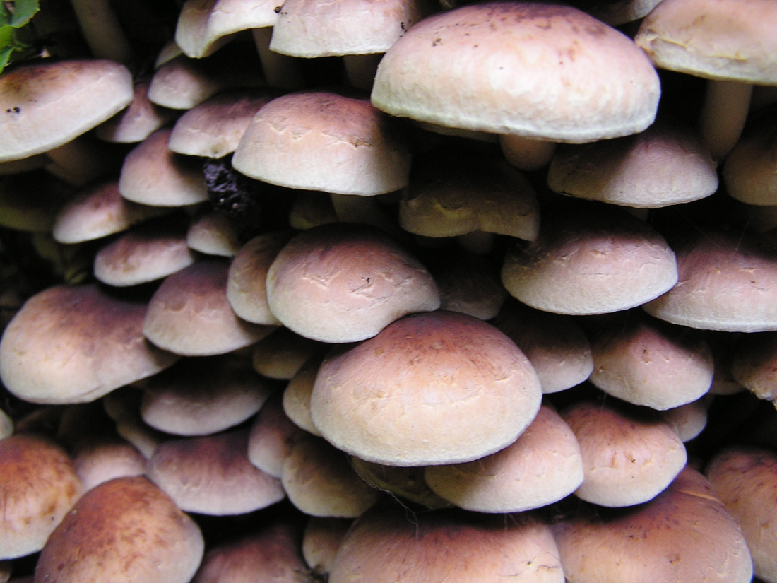 Культивированные грибы и условия выращивания. Мицелий шиитаке. Культивированные грибы. Искусственно выращенные съедобные грибы. Опята культивируемые.